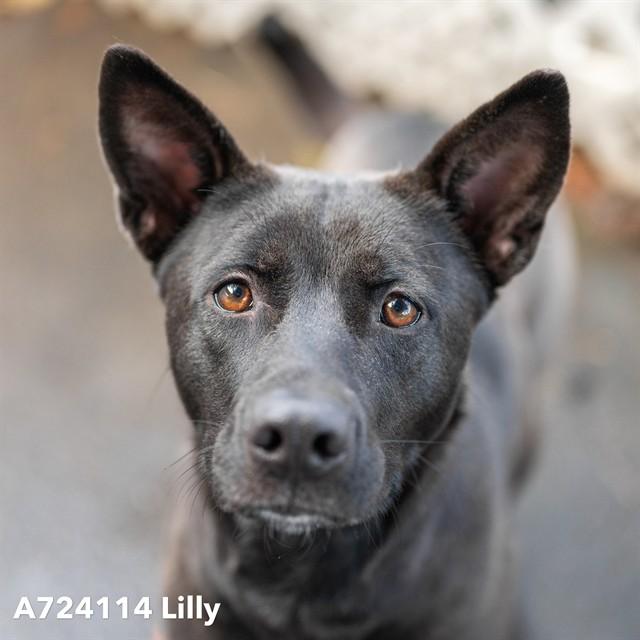 Enlarge LILLY, a Adoptable mixed breed in Sacramento, CA image 1/1