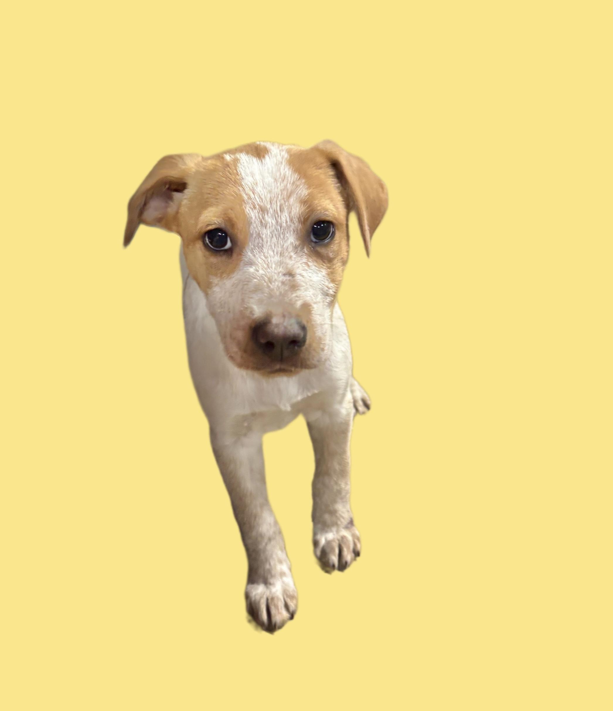 Cinnamon thumbnail 2