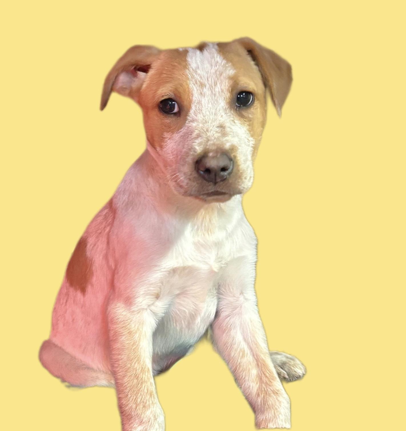 Cinnamon thumbnail 3