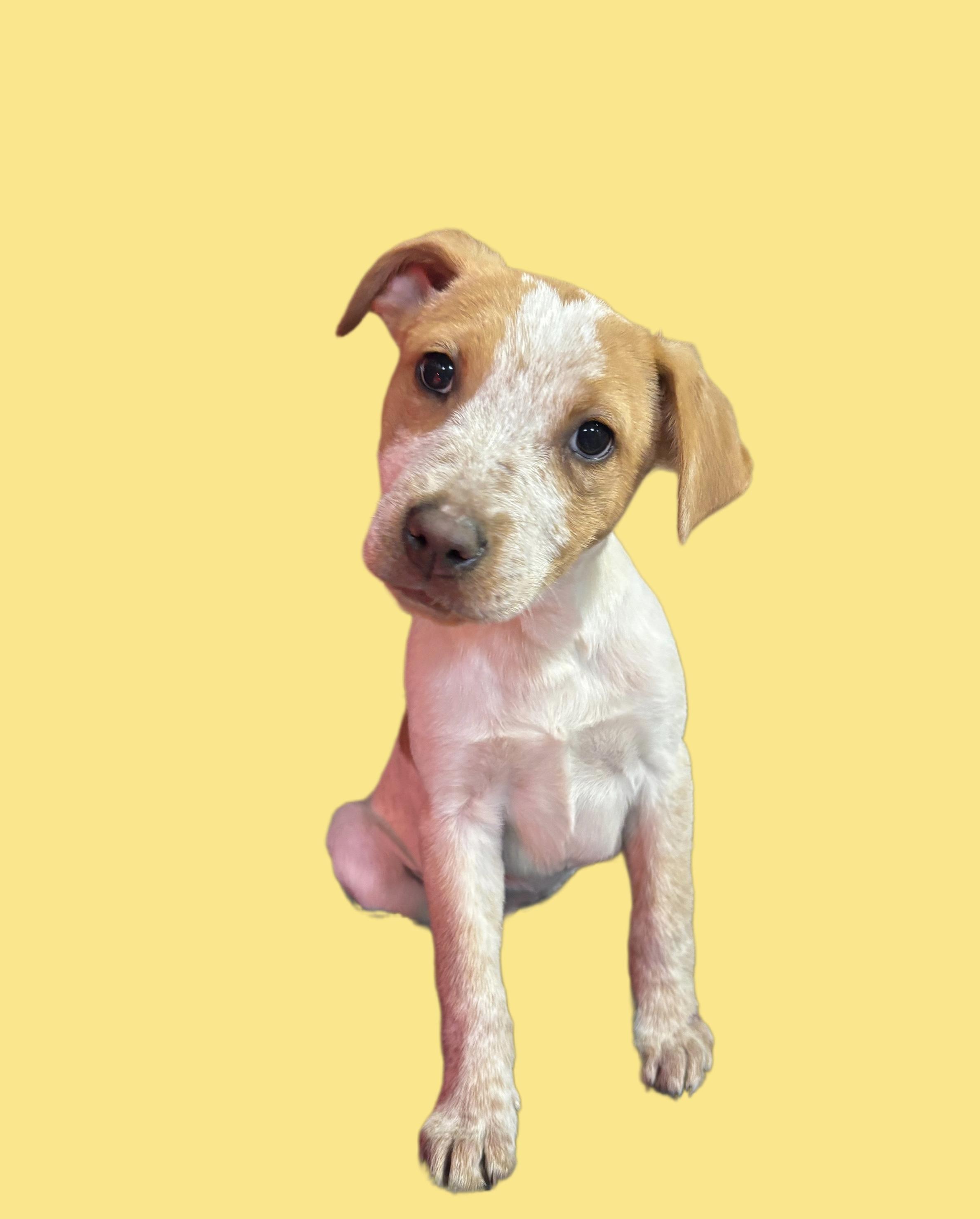 Cinnamon thumbnail 5