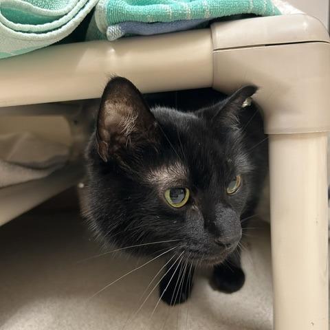 Enlarge Winter, a Adoptable mixed breed in Springfield, MA image 1/2