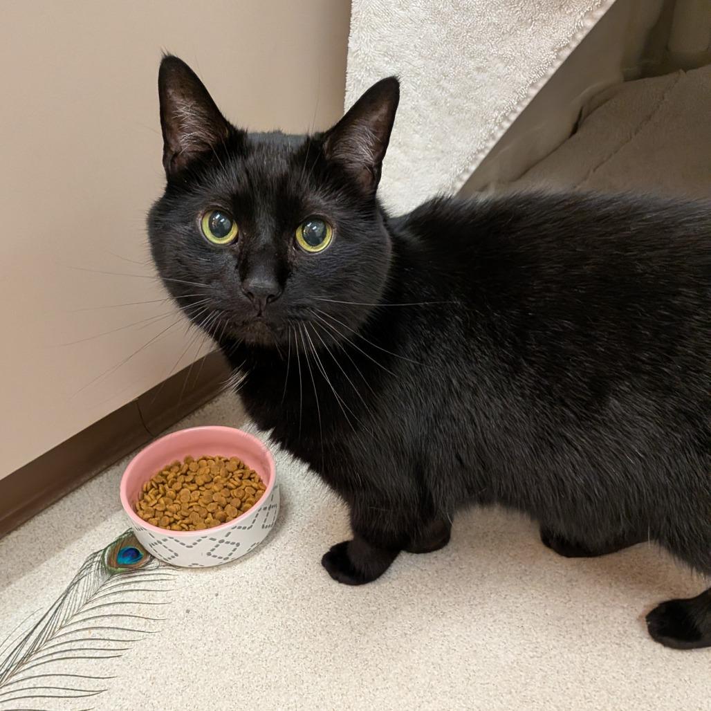 Enlarge Winter, a Adoptable mixed breed in Springfield, MA image 2/2