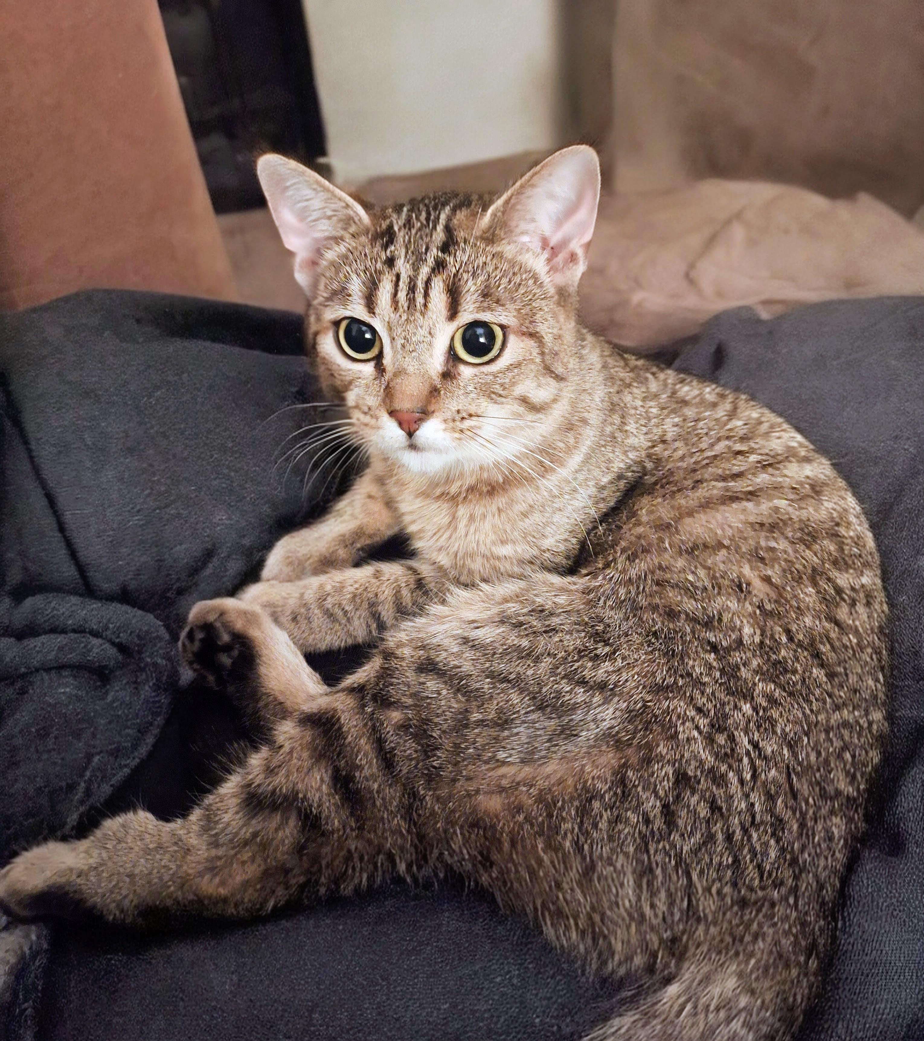 Enlarge Penny, a Adoptable Domestic Short Hair in Reno, NV image 2/4