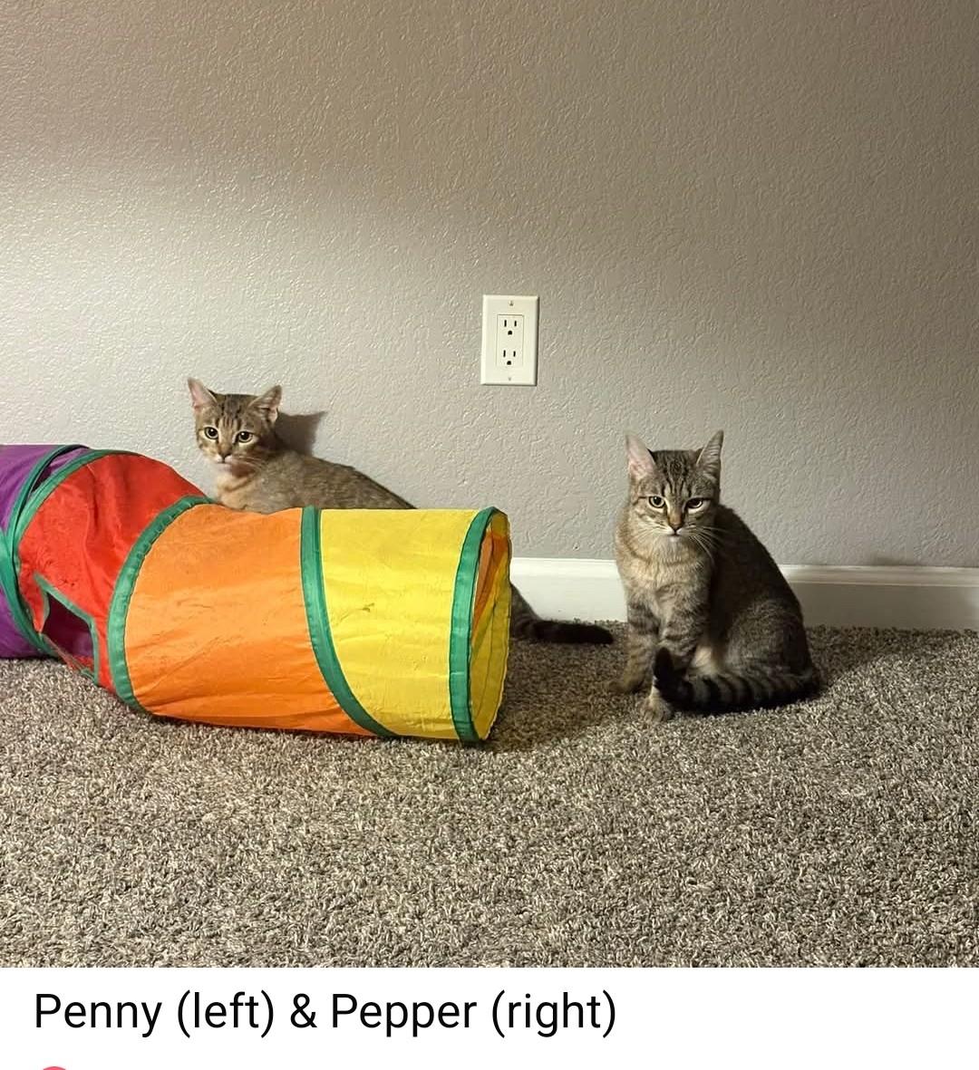 Enlarge Penny, a Adoptable Domestic Short Hair in Reno, NV image 4/4