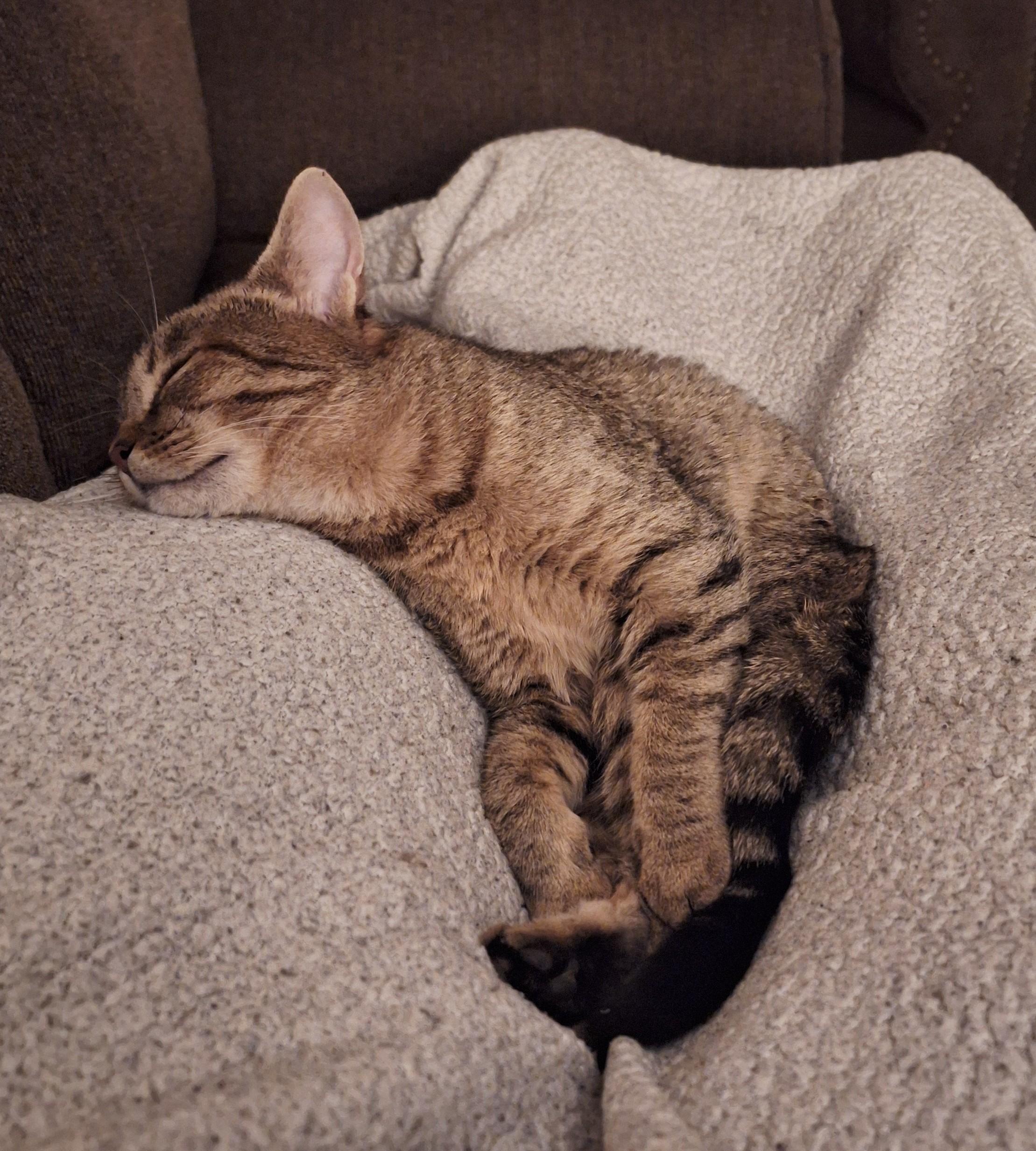 Enlarge Penny, a Adoptable Domestic Short Hair in Reno, NV image 3/4