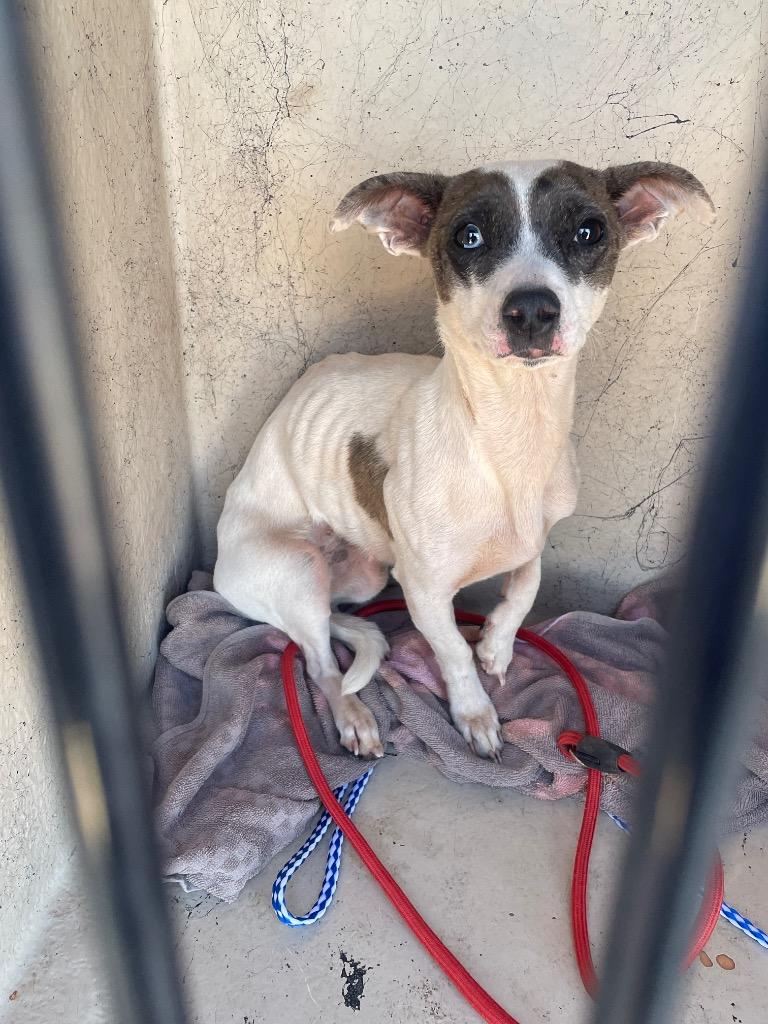 Enlarge Clover, a Adoptable mixed breed in Holbrook, AZ image 1/1