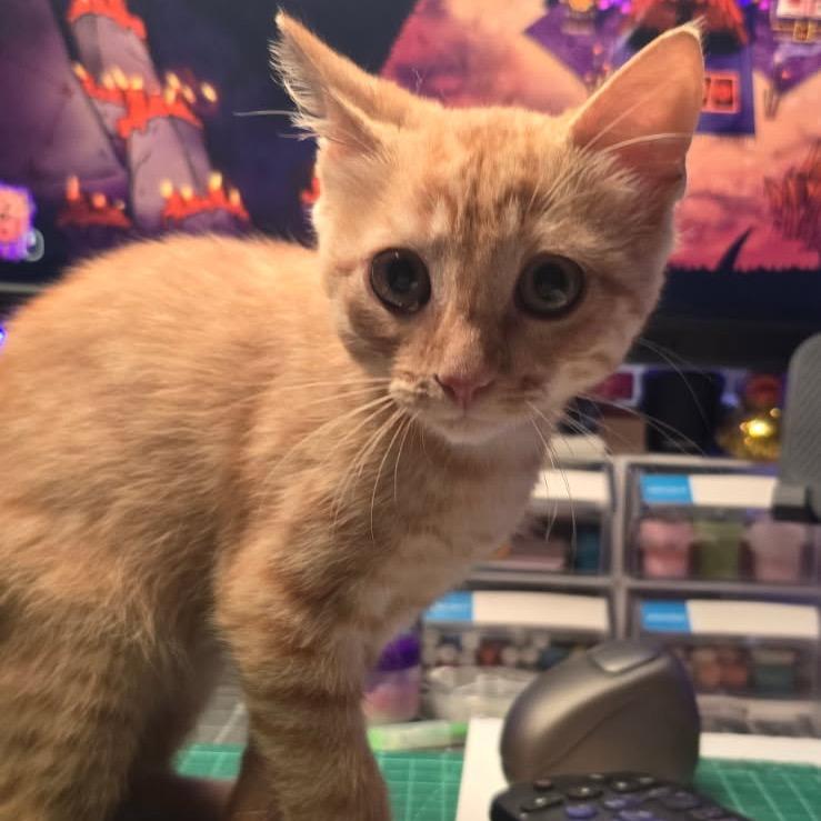 Enlarge Oliver, a Adoptable Domestic Short Hair in Waco, TX image 1/2