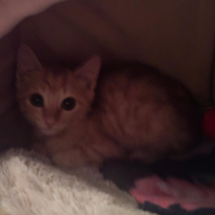 Enlarge Oliver, a Adoptable Domestic Short Hair in Waco, TX image 2/2