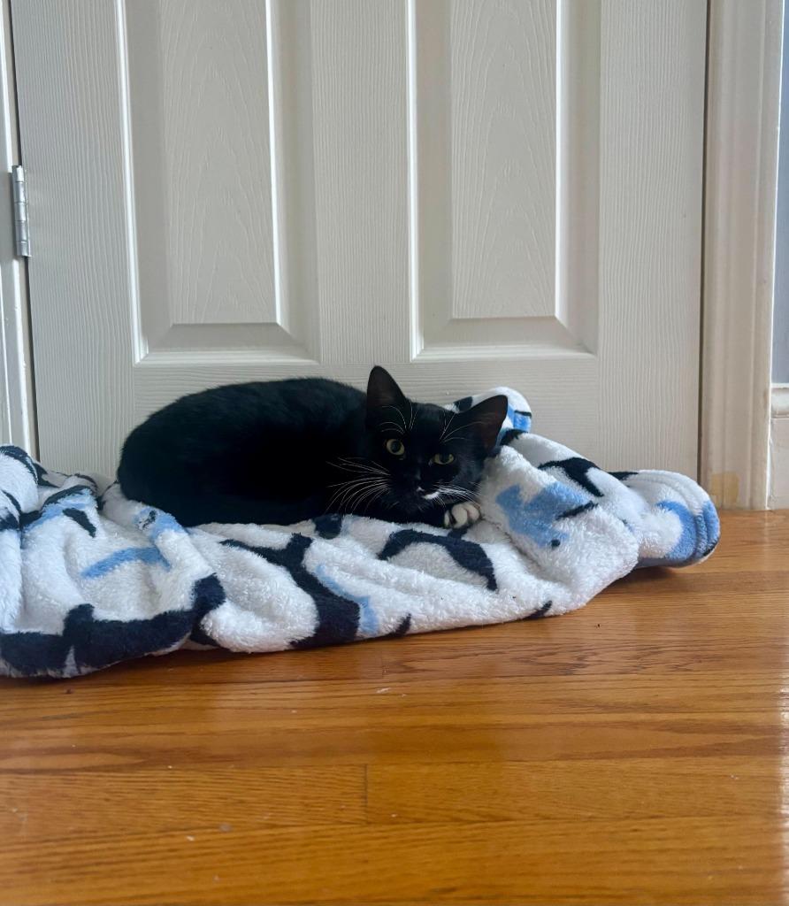 Corncob, Adoptable, Young Female Domestic Short Hair.