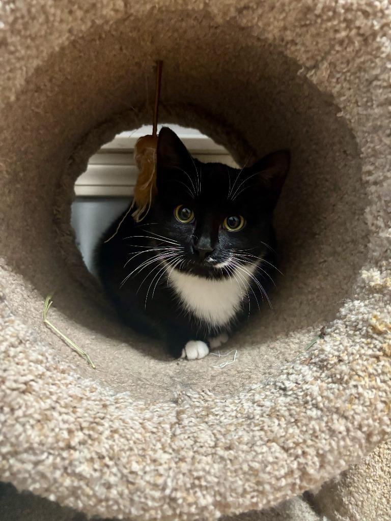 Enlarge Corncob, a Adoptable mixed breed in Pawtucket, RI image 2/5