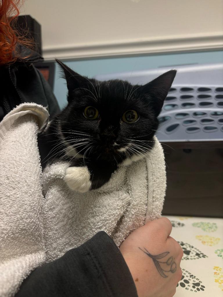 Enlarge Corncob, a Adoptable mixed breed in Pawtucket, RI image 3/5