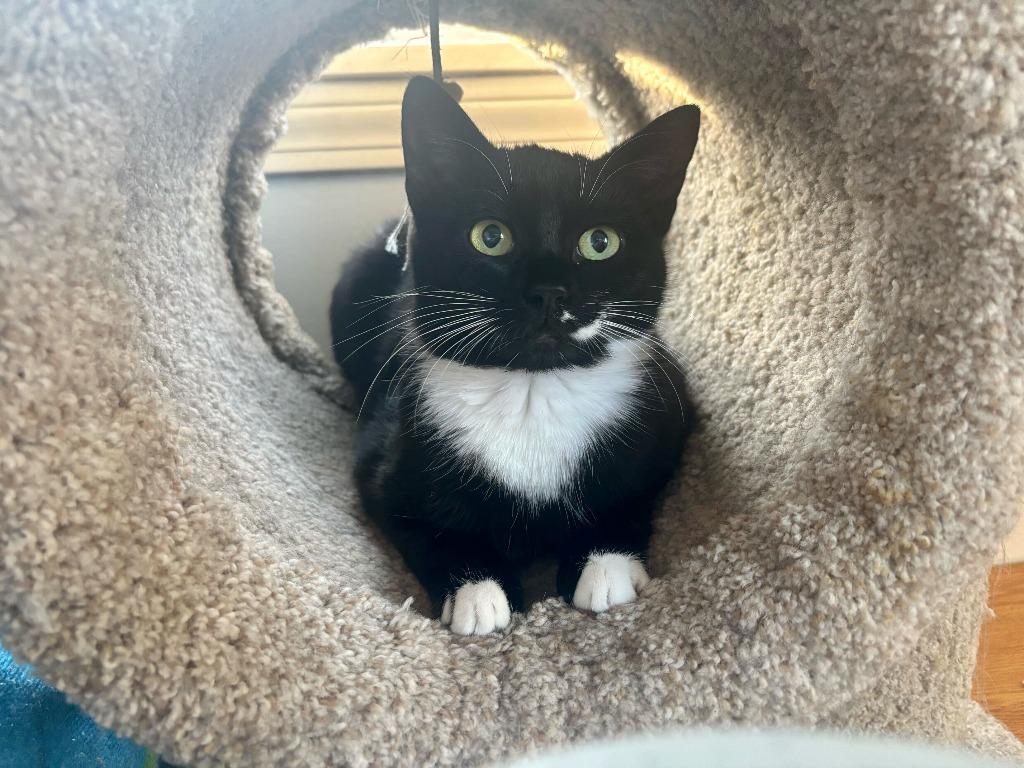 Enlarge Corncob, a Adoptable mixed breed in Pawtucket, RI image 4/5