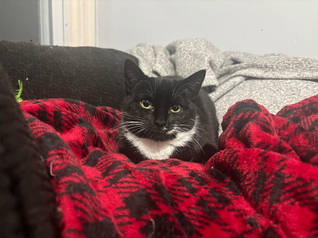 Enlarge Corncob, a Adoptable mixed breed in Pawtucket, RI image 5/5