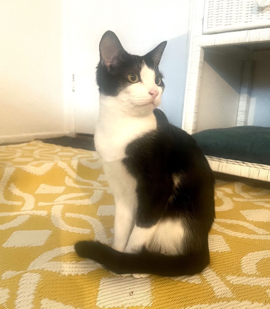 Songbird, a Adoptable Domestic Short Hair in Mission Viejo, CA image 1/4