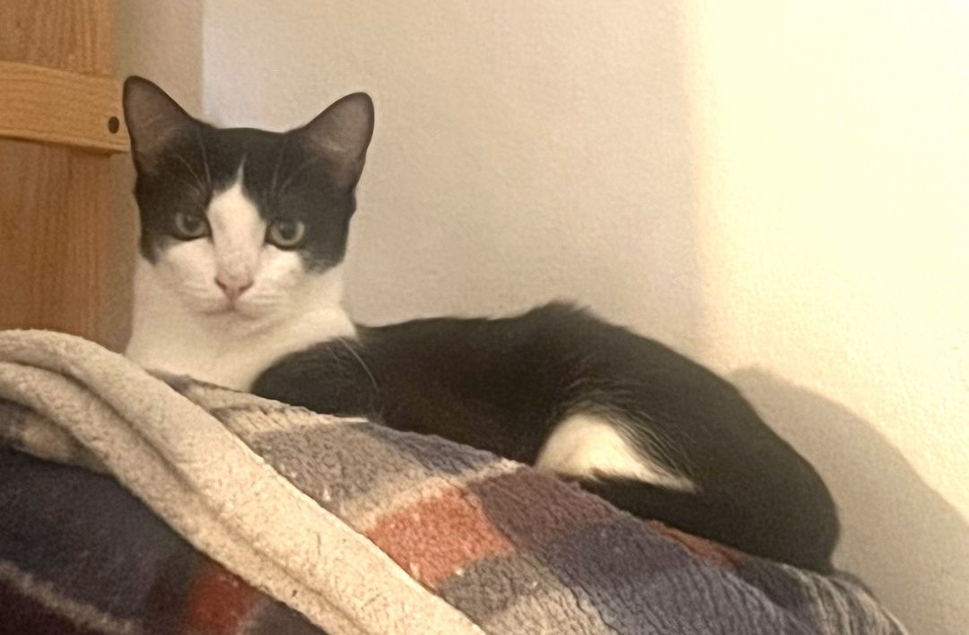 Songbird, a Adoptable Domestic Short Hair in Mission Viejo, CA image 2/4