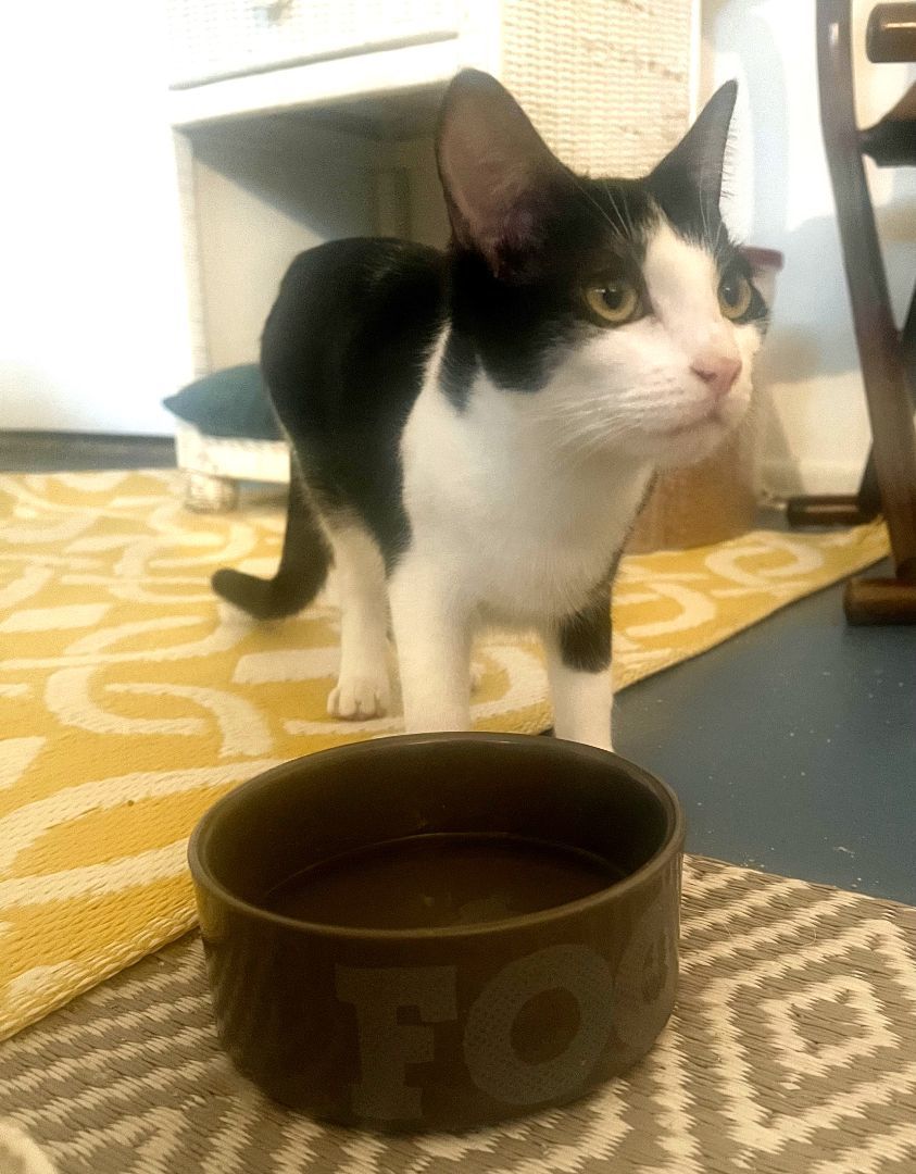 Songbird, a Adoptable Domestic Short Hair in Mission Viejo, CA image 3/4