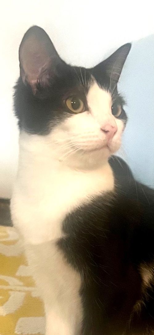 Songbird, a Adoptable Domestic Short Hair in Mission Viejo, CA image 4/4