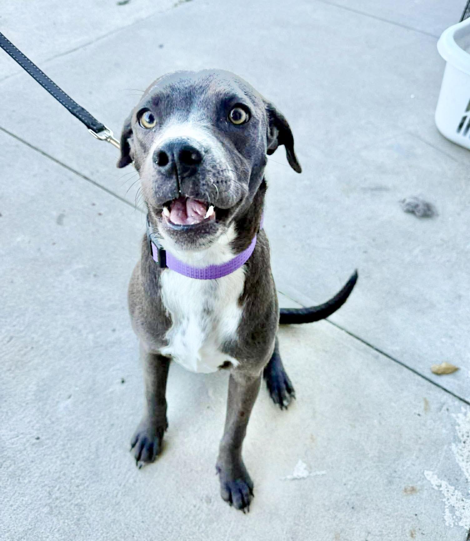 Enlarge Hazel, a Adoptable mixed breed in DeWitt, NY image 6/6