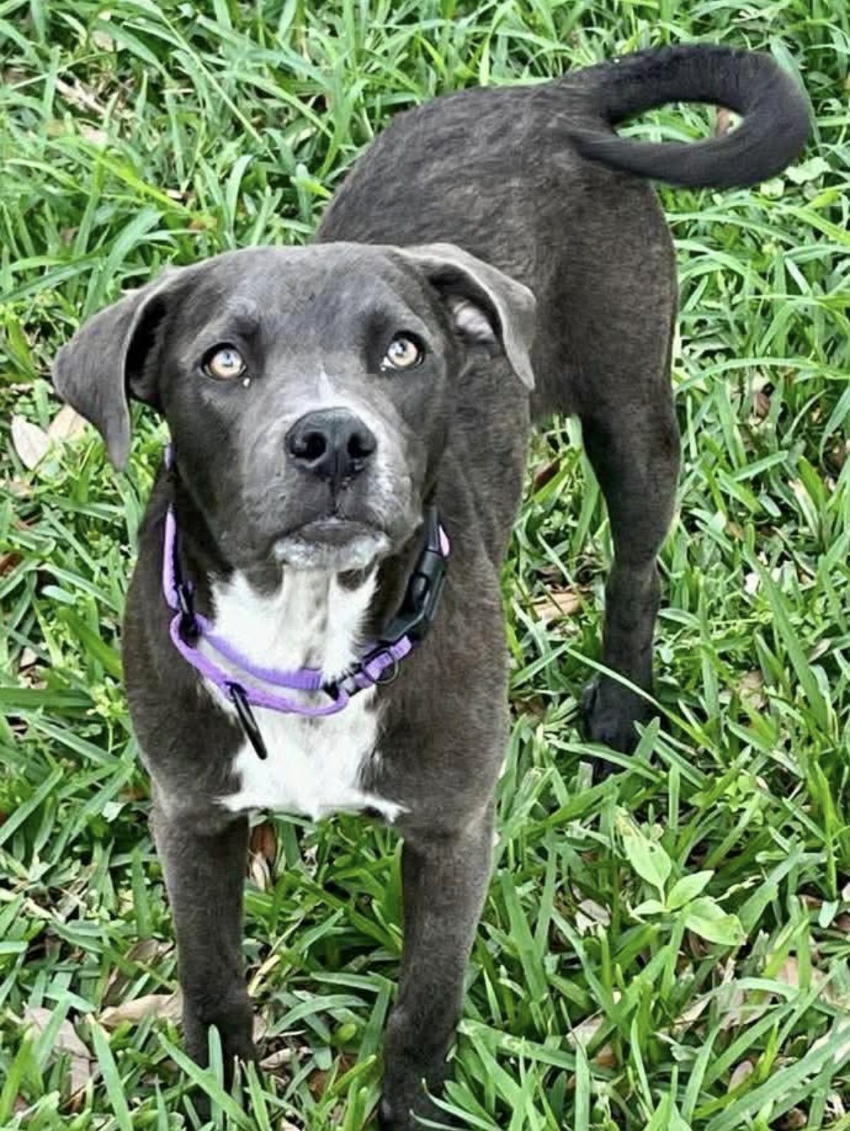 Enlarge Hazel, a Adoptable mixed breed in DeWitt, NY image 3/6