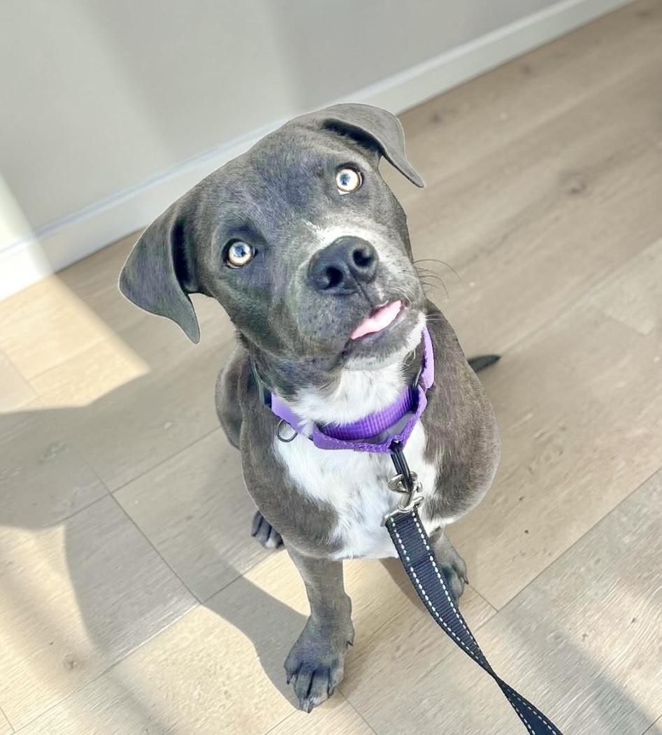 Enlarge Hazel, a Adoptable mixed breed in DeWitt, NY image 1/6