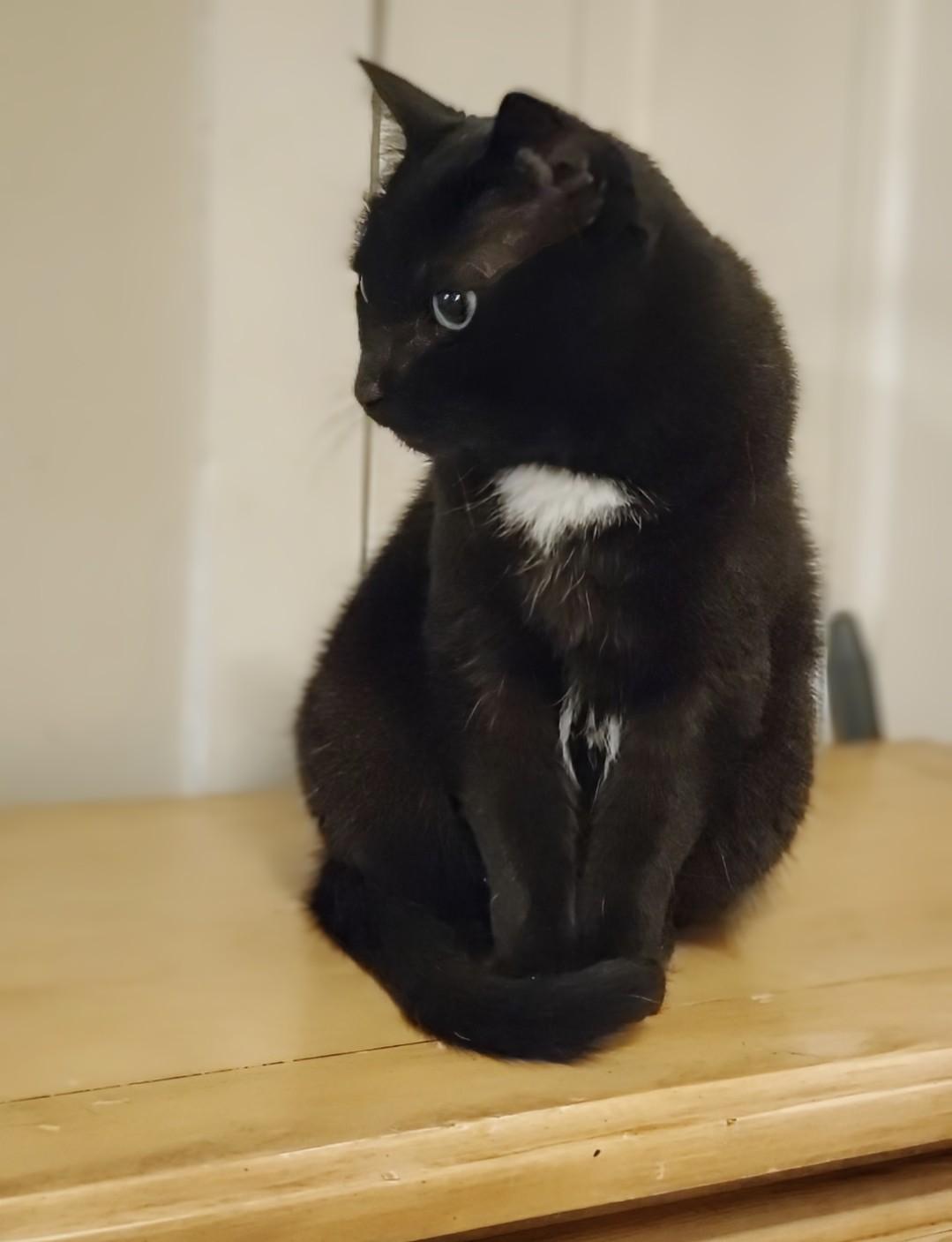 Bagheera - URGENT! NEEDS HOME!!!, a Adoptable Bombay in Knoxville, TN image 3/5