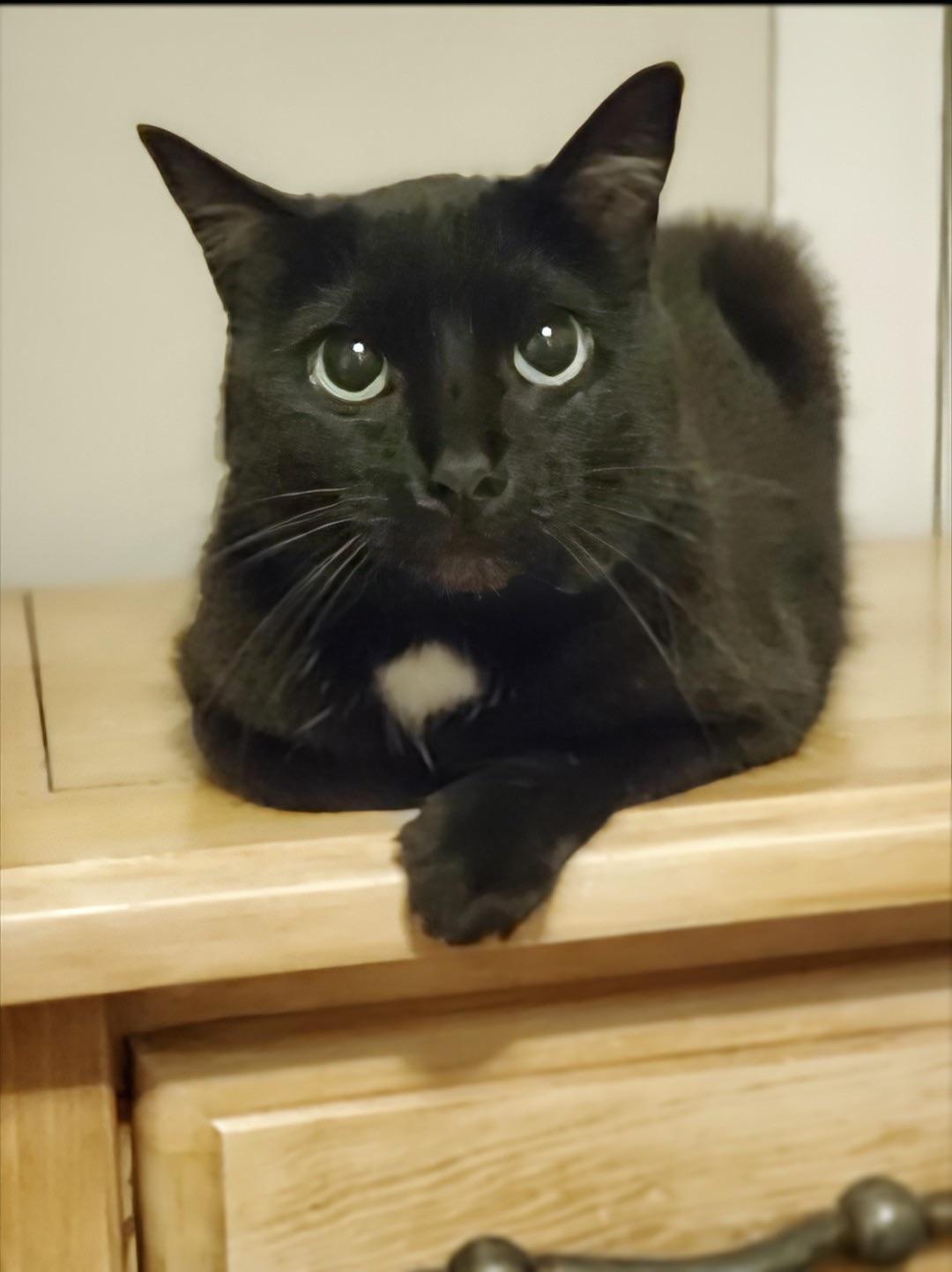 Bagheera - URGENT! NEEDS HOME!!!