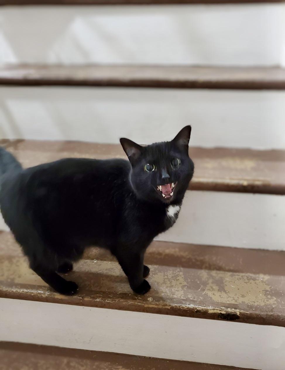 Bagheera - URGENT! NEEDS HOME!!!, a Adoptable Bombay in Knoxville, TN image 5/5