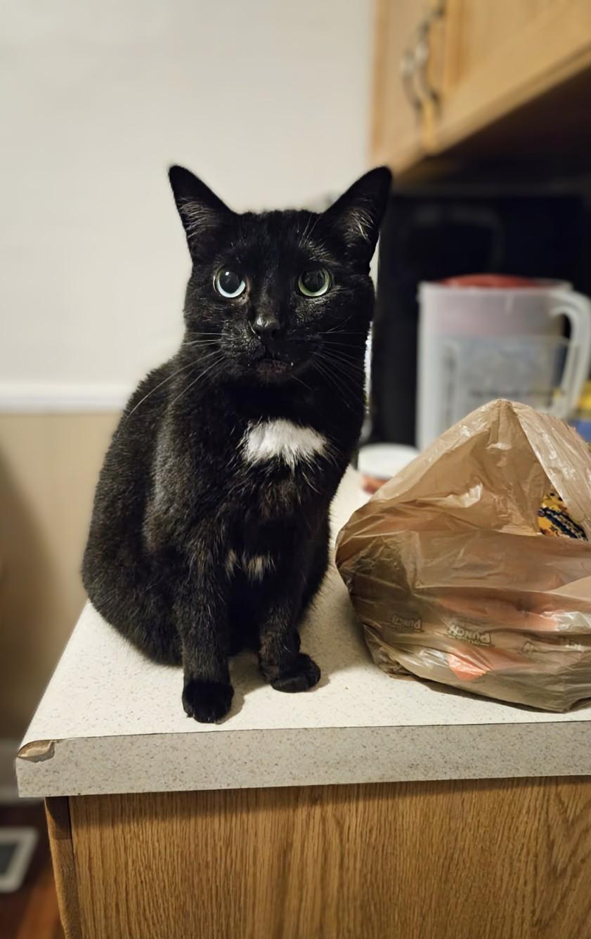 Bagheera - URGENT! NEEDS HOME!!! photo 2