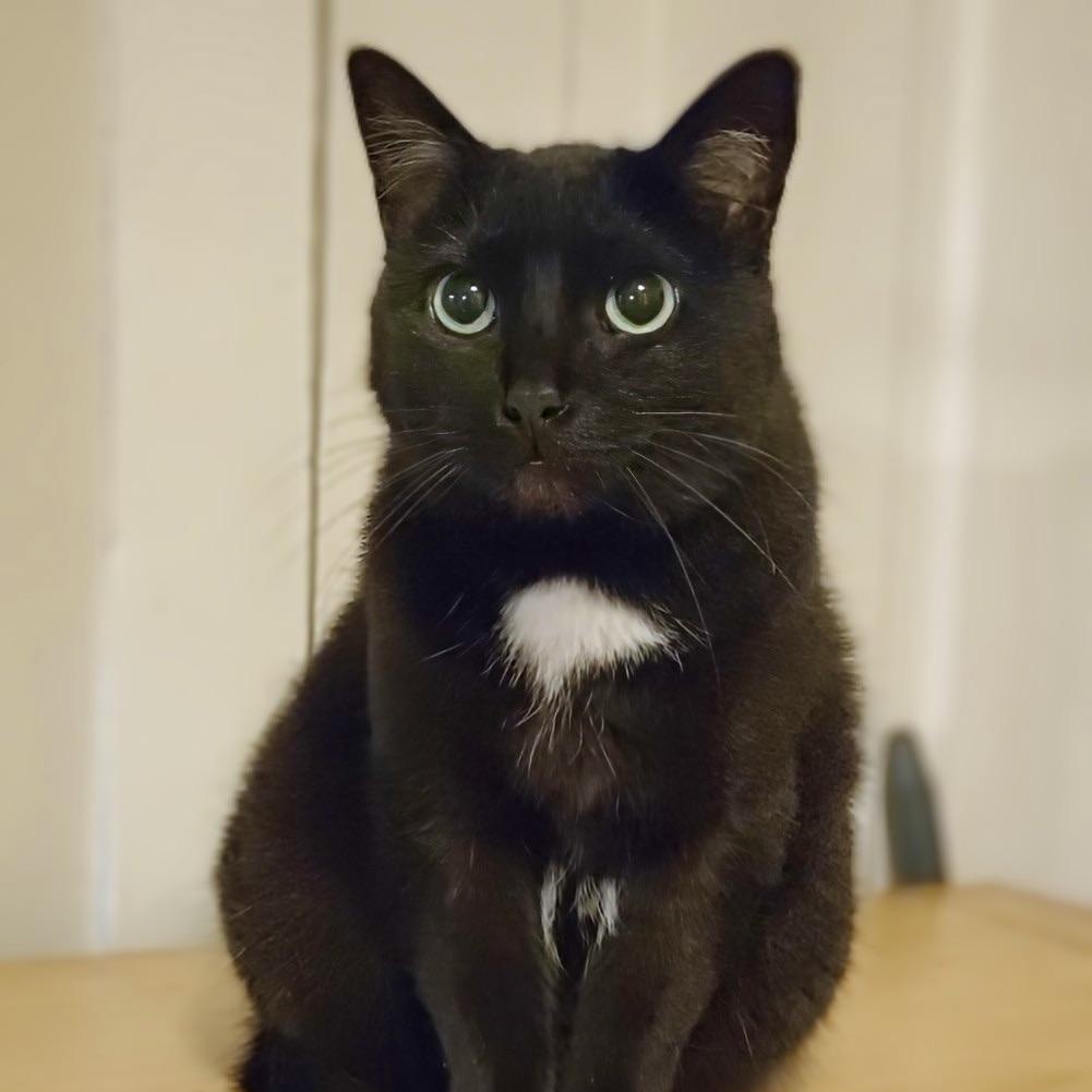 Bagheera - URGENT! NEEDS HOME!!!