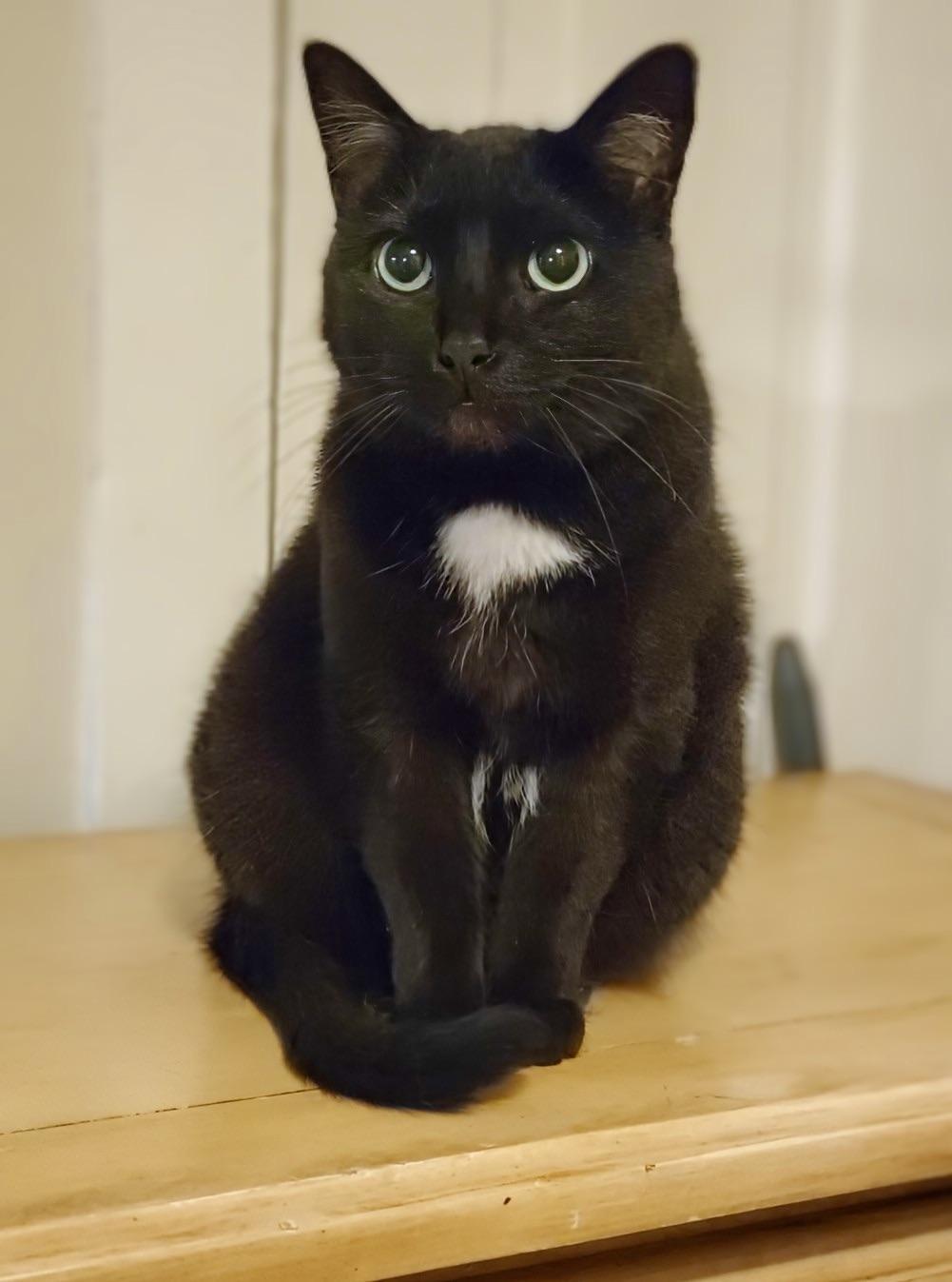Bagheera - URGENT! NEEDS HOME!!!, Adult Female unknown