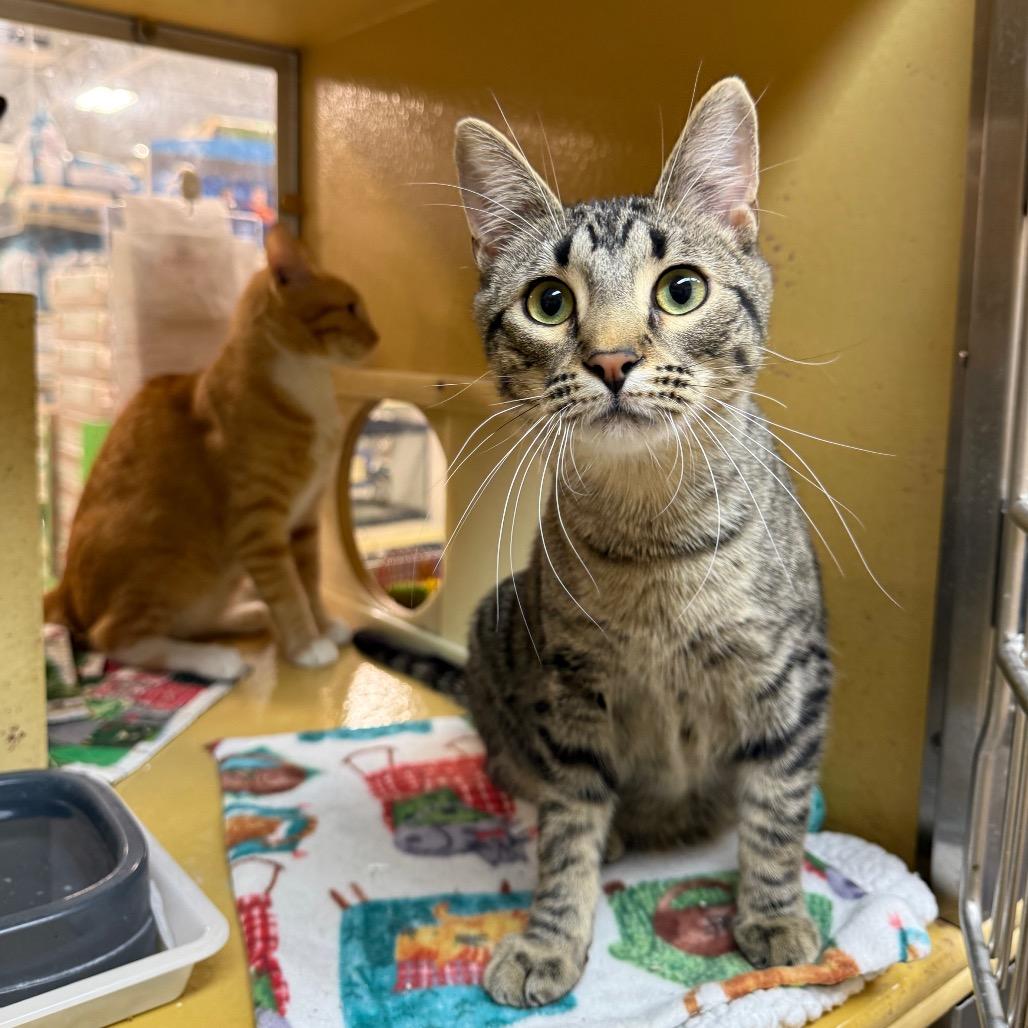 Guac, Adoptable, Young Male Domestic Medium Hair.