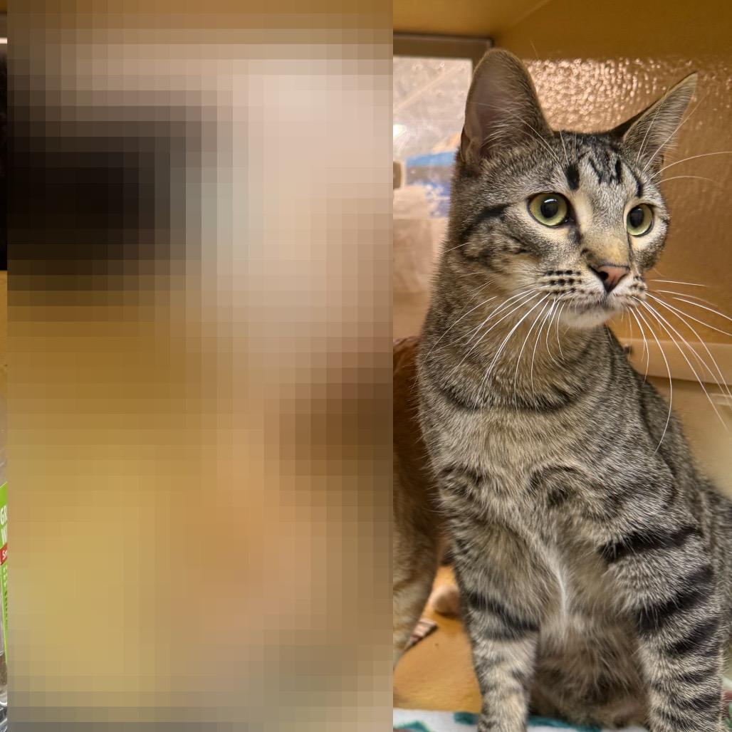 Enlarge Guac, a Adoptable Domestic Medium Hair in Kansas City, MO image 2/3