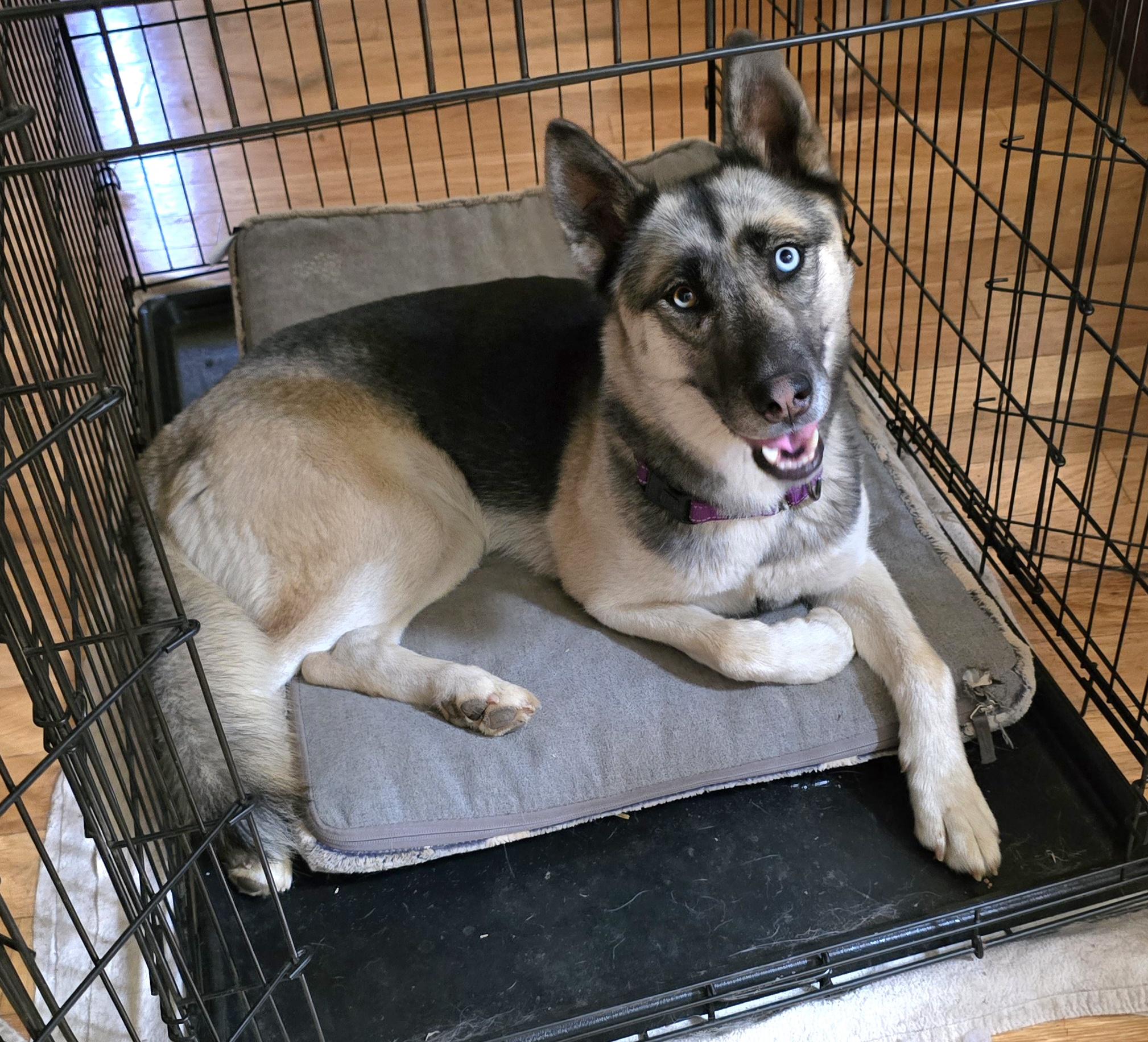Addy, Adoptable, Adult Female Siberian Husky & German Shepherd Dog.