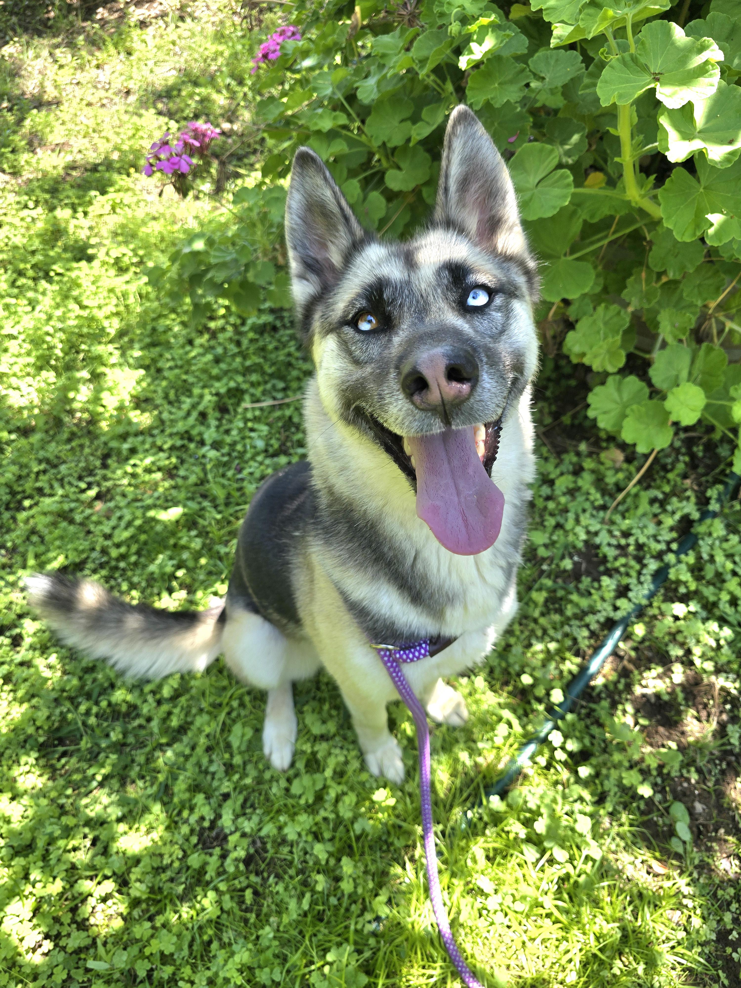 Addy, Adoptable, Adult Female Siberian Husky & German Shepherd Dog.