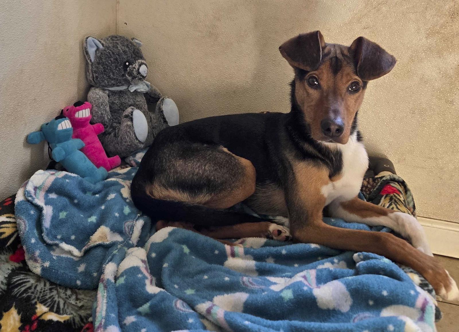 Ralphie, Adopted, Young Male Terrier.