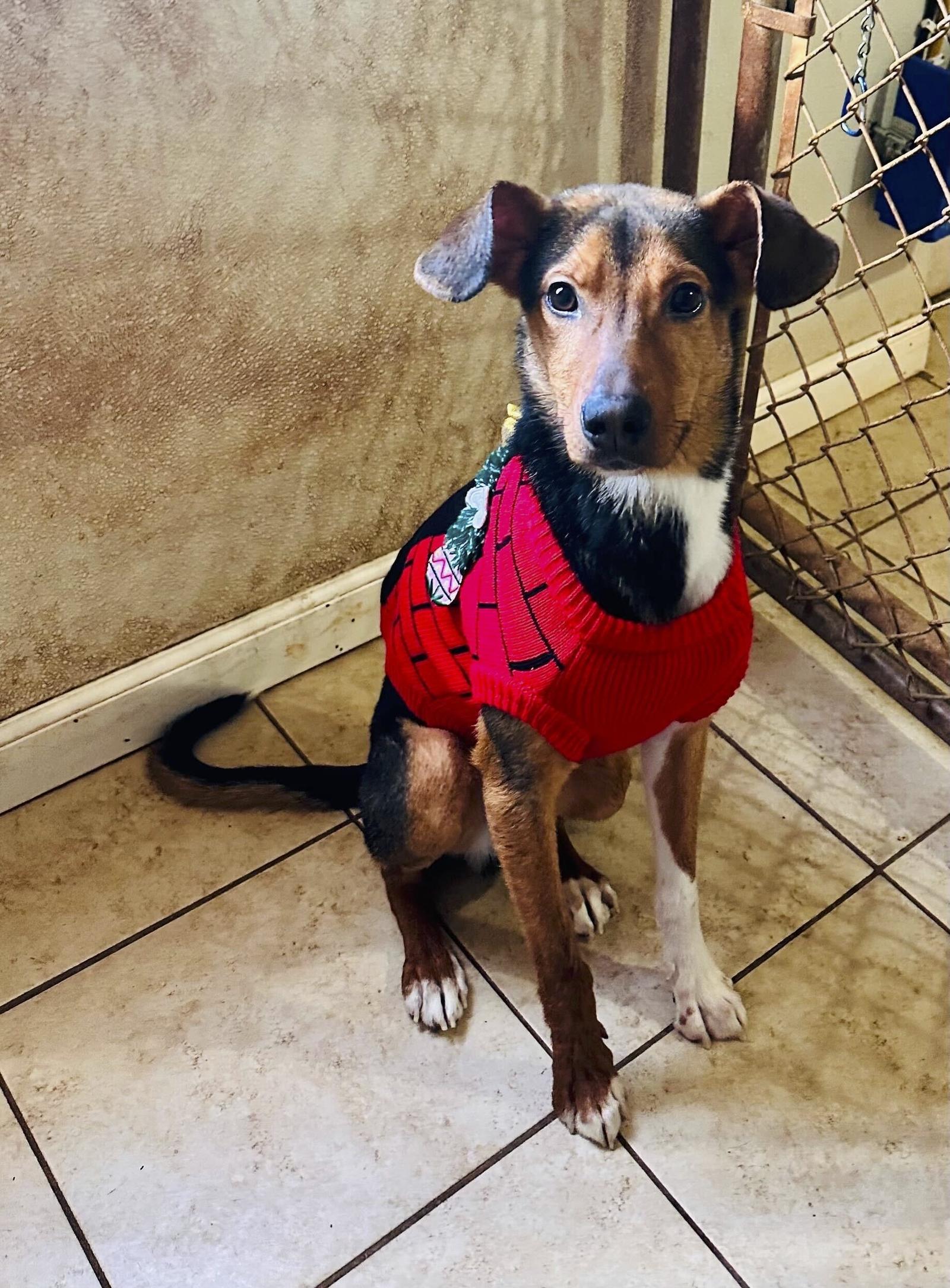 Enlarge Ralphie, a Adopted Terrier in Greenville, SC image 2/3