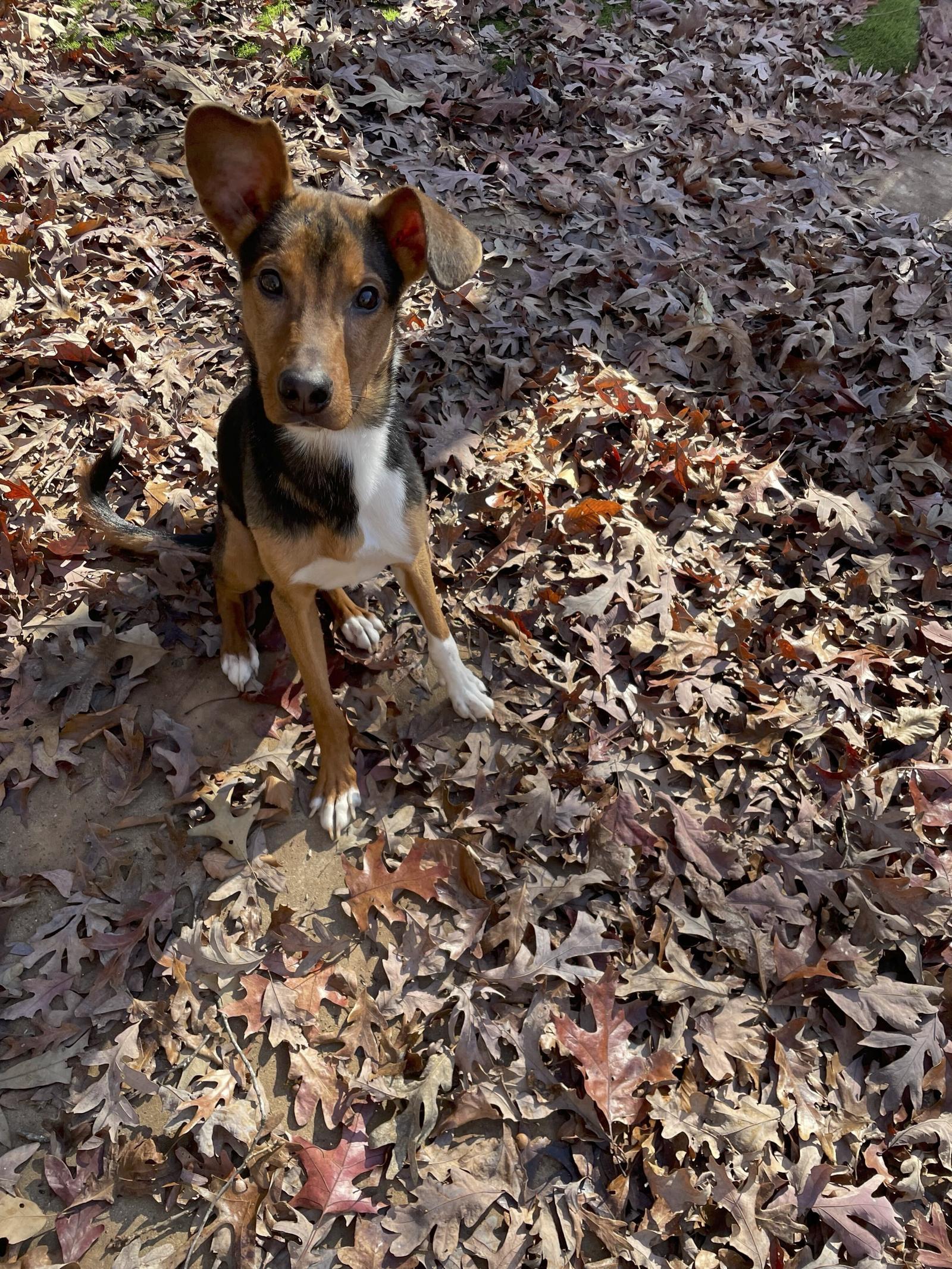 Enlarge Ralphie, a Adopted Terrier in Greenville, SC image 3/3