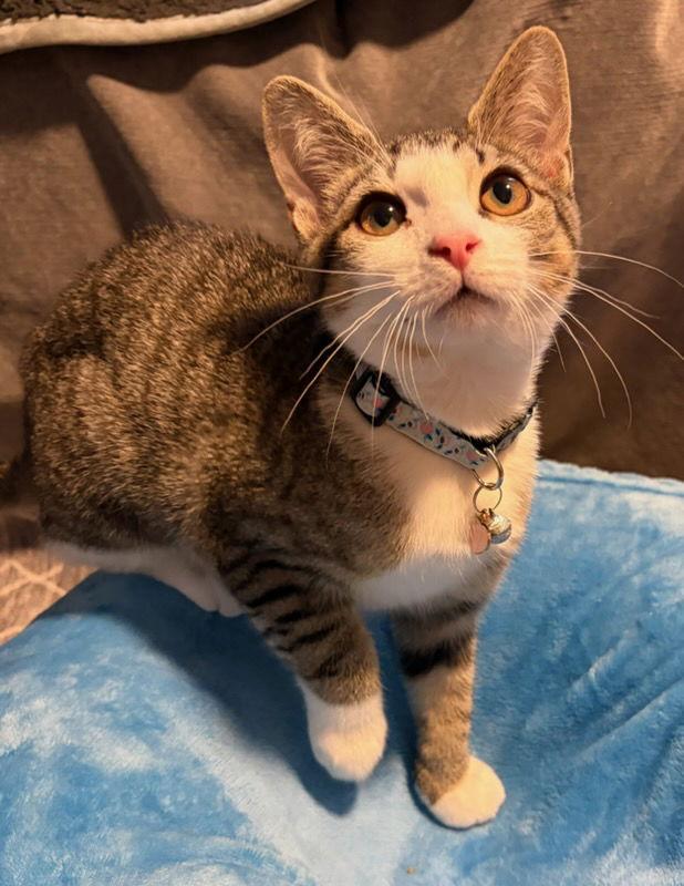 Peach, Adoptable, Kitten Female Domestic Short Hair.