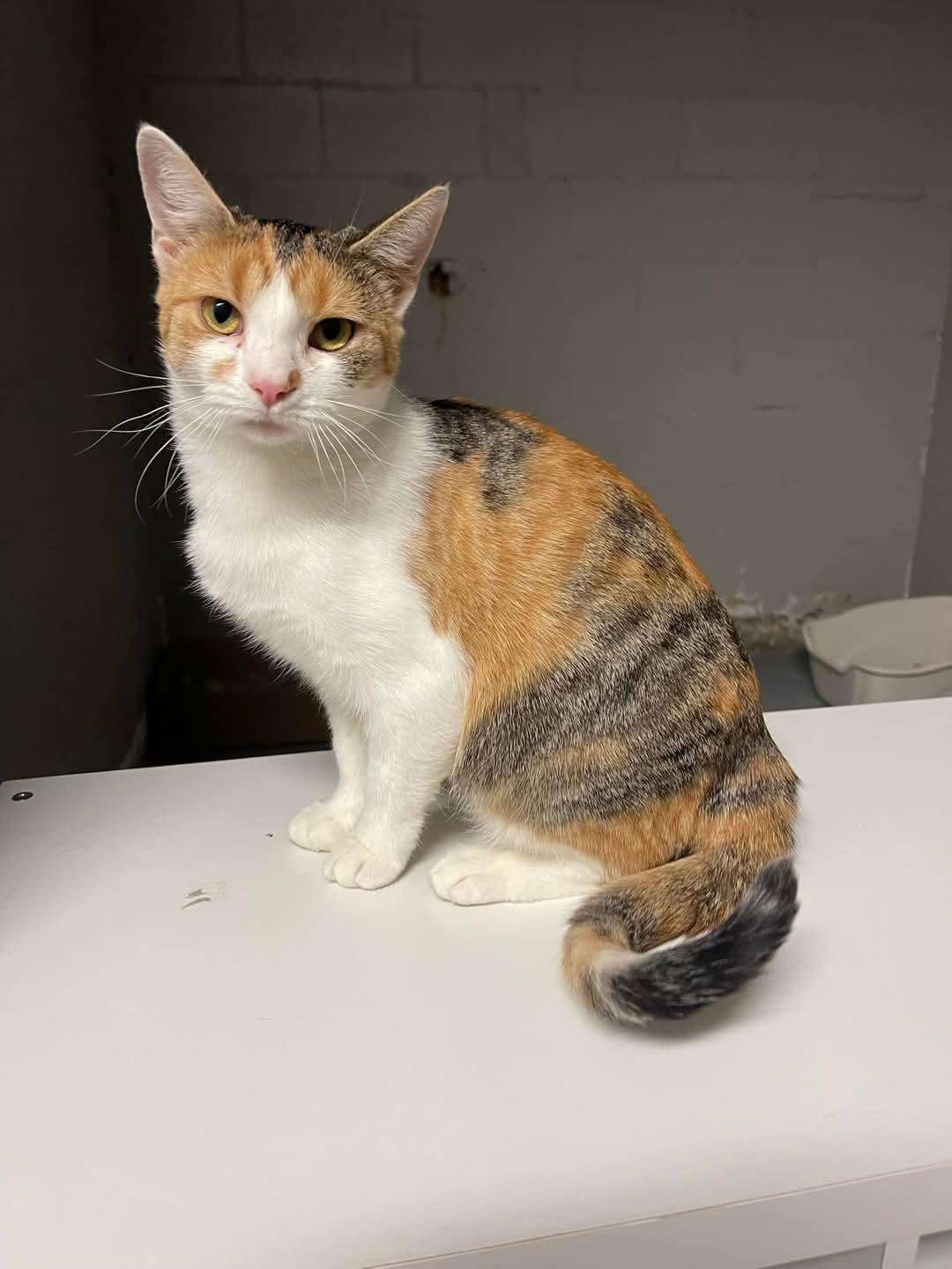 Enlarge Juno, a Adoptable American Shorthair in Chillicothe, OH image 1/4