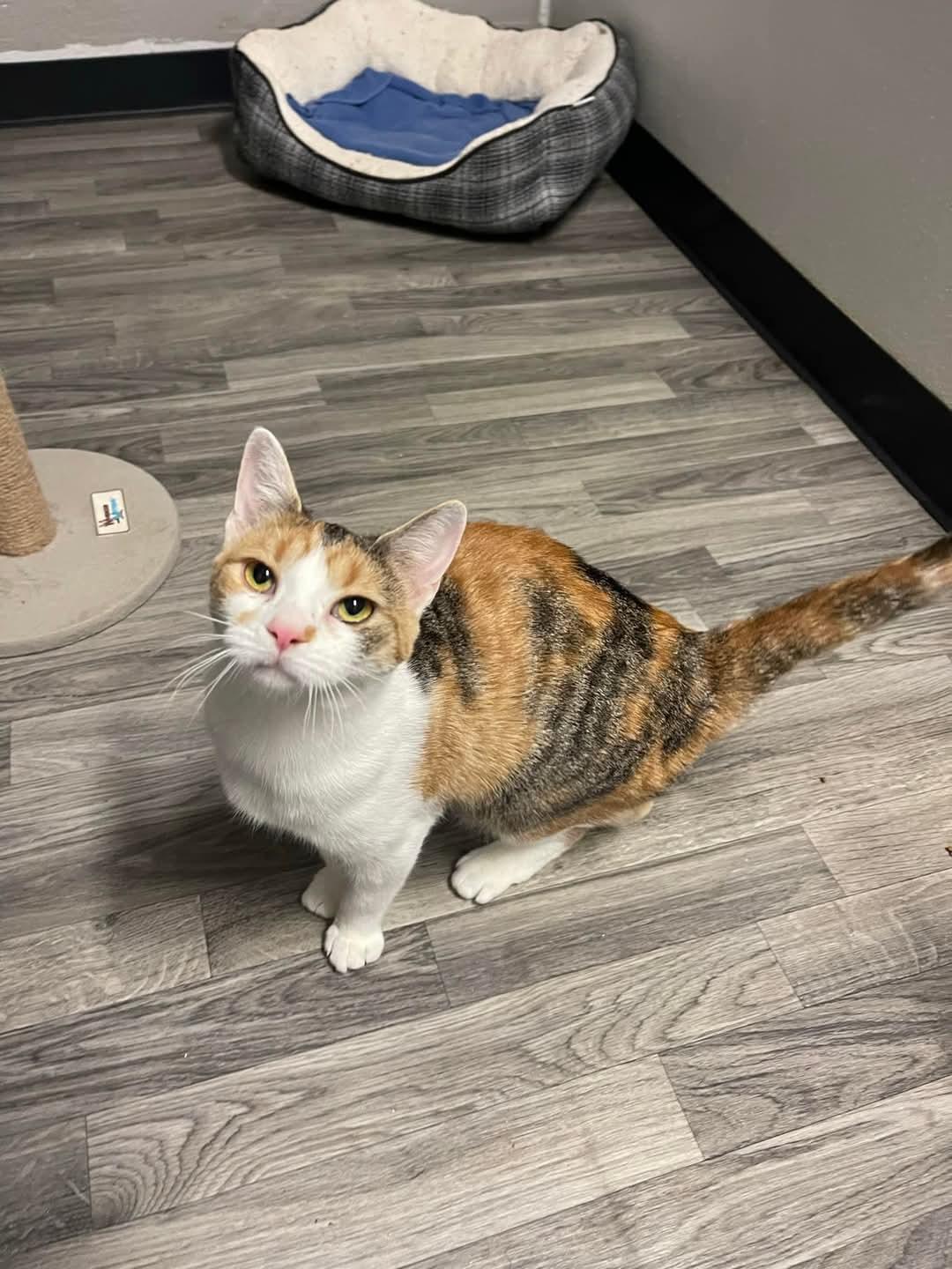 Enlarge Juno, a Adoptable American Shorthair in Chillicothe, OH image 2/4