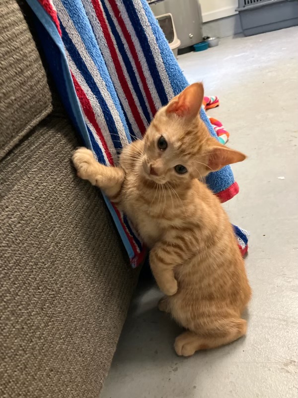 Enlarge Nikki. 1/2 of the Dynamic Duo Twins!, a Adoptable Domestic Short Hair in Georgetown , SC image 2/4