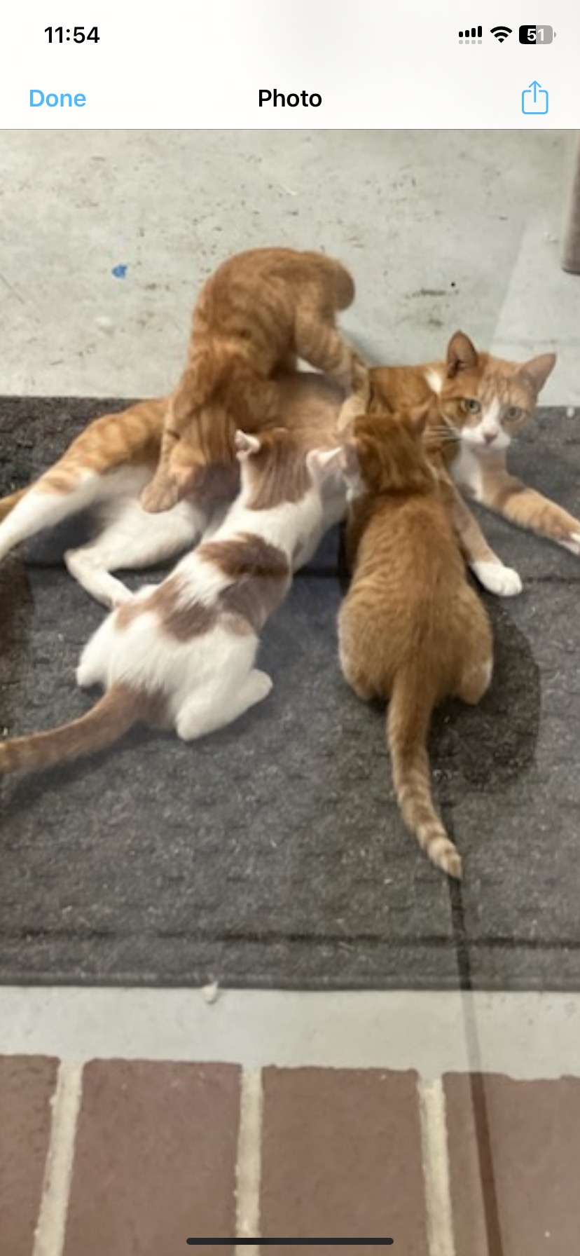 Enlarge Nikki. 1/2 of the Dynamic Duo Twins!, a Adoptable Domestic Short Hair in Georgetown , SC image 3/4