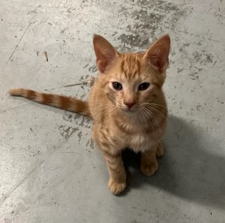 Enlarge Nikki. 1/2 of the Dynamic Duo Twins!, a Adoptable Domestic Short Hair in Georgetown , SC image 1/4