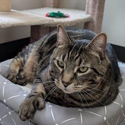 Archie, Adoptable, Adult Male Domestic Short Hair.