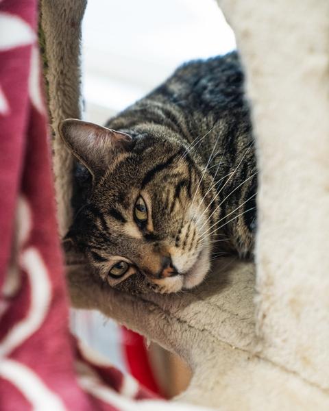 Enlarge Archie, a Adoptable Domestic Short Hair in Portland, OR image 2/5