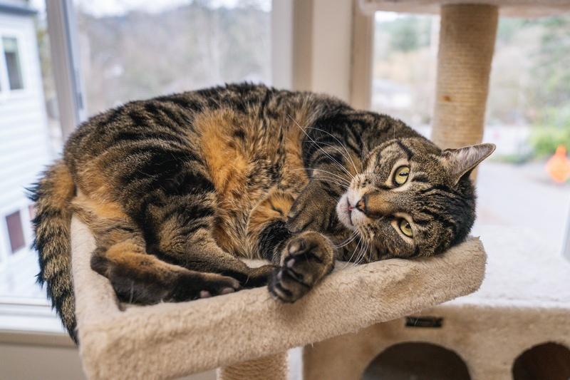 Enlarge Archie, a Adoptable Domestic Short Hair in Portland, OR image 3/5