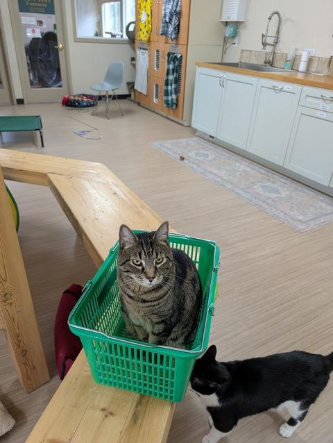 Archie, a Adoptable Domestic Short Hair in Portland, OR image 3/6