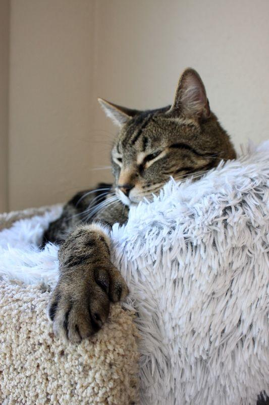 Archie, a Adoptable Domestic Short Hair in Portland, OR image 4/6