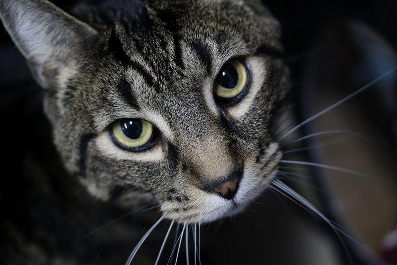 Enlarge Archie, a Adoptable Domestic Short Hair in Portland, OR image 4/5