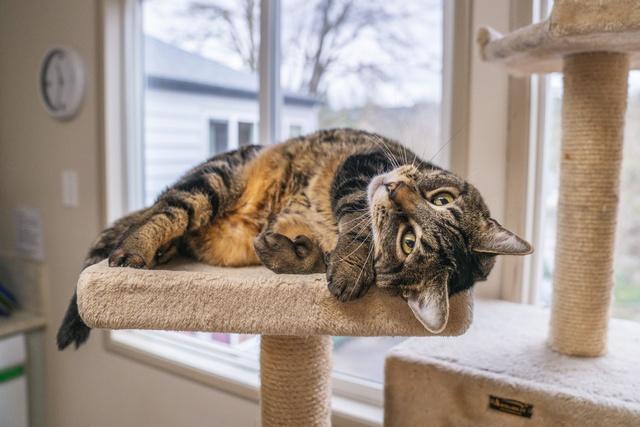 Enlarge Archie, a Adoptable Domestic Short Hair in Portland, OR image 5/5